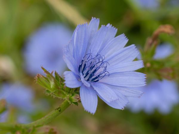 Cichorium intybus